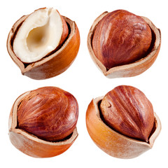 Hazelnut collection