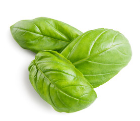 Basil. Three leaves isolated on white