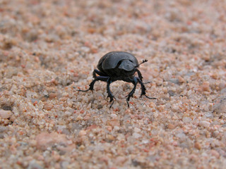 scarabeo