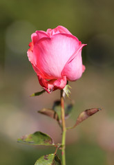 photo lovely Rose