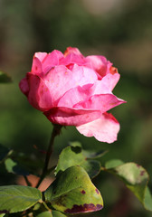 photo beautiful pink rose