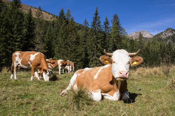 Fototapeta na wymiar Herd Of Cows In The Nocky Mountains Of Carinthia