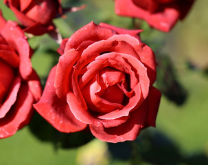 photo beautiful unusual rose