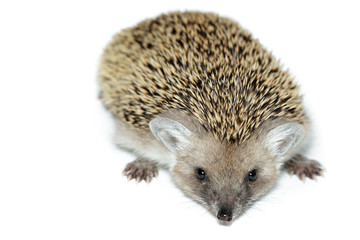 Hemiechinus auritus, Long-eared hedgehog
