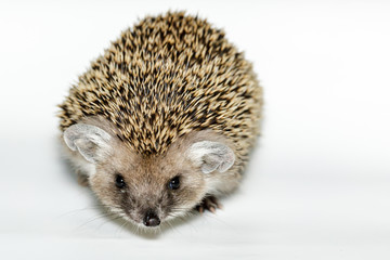 Hemiechinus auritus, Long-eared hedgehog