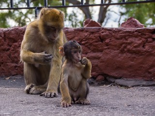 Affenmutter und ihr Affenbaby auf Gibraltar