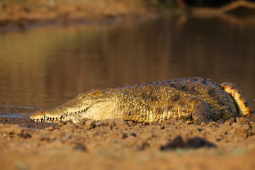 Nile Crocodile