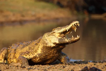 Zelfklevend Fotobehang Krokodil Nijlkrokodil