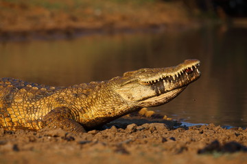 Nile Crocodile