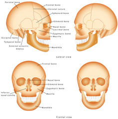 Human Skull structure © vonuk