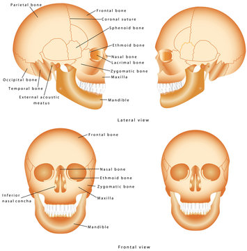 Human skull bones structure diagram science Vector Image
