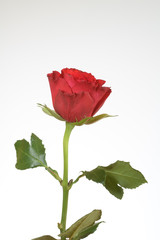 Fototapeta premium Rote Rose