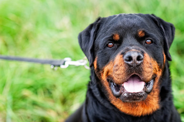 Fototapeta premium hund 1