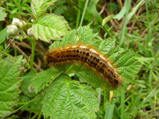 Raupe der Grasglucke