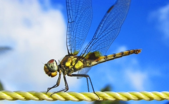 dragonfly-plastic rope-sky- background;