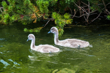 Swans