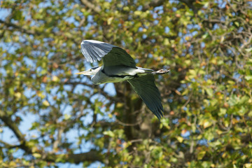 Grey Heron, Ardea cinerea