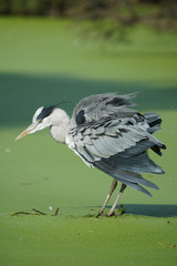 Grey Heron, Ardea cinerea