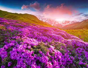 Plakat Magic pink rhododendron flowers in the mountains. Summer sunrise