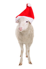 Sheep in Christmas clothes
