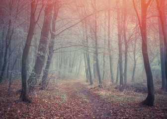 Obraz premium Misty trail in autumn forest.