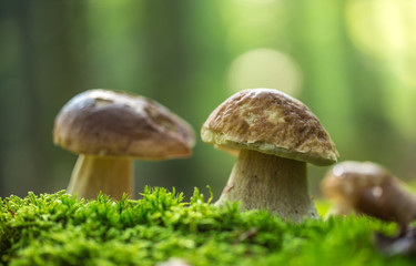 Boletus edulis in the forest