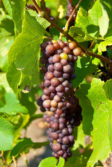 Bunches of red grapes at a vineyard.