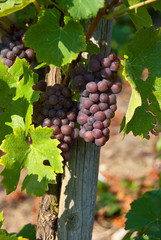 Bunches of red grapes at a vineyard.