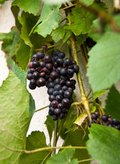 Bunches of blue grapes at a vineyard.