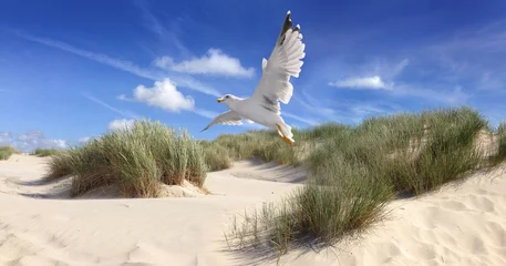 Zelfklevend Fotobehang Seagull flying over  sea dunes on beach with dune grass and sand on a sunny day with blue sky and clouds. Möwe und Dünen.  © JOE LORENZ DESIGN
