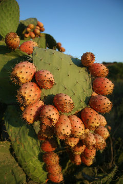Kaktusfeige &ndash; Sardinien
