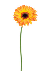 Orange gerbera isolated © Tania Zbrodko