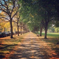 University of Chicago Campus in Fall