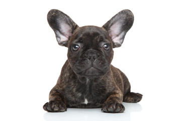 French bulldog puppy