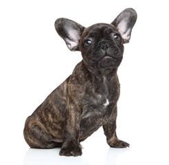 French bulldog puppy portrait