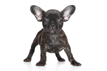 French bulldog