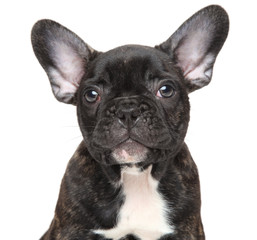 French bulldog puppy