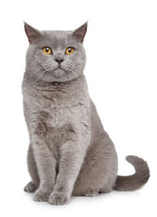 British Shorthair cat
