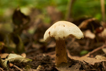 Mushrooms in autumn forest