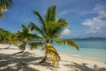 Group of Three Palm Trees