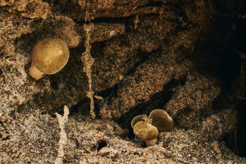 Mushrooms in autumn forest