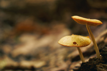 Mushrooms in autumn forest