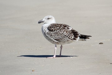 Juvenile Greater Black-backed Gull By The Ocean
