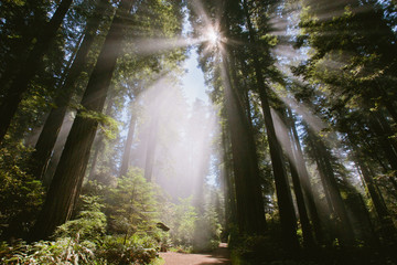 Sunrays through the forest in lady bird Johnson grove