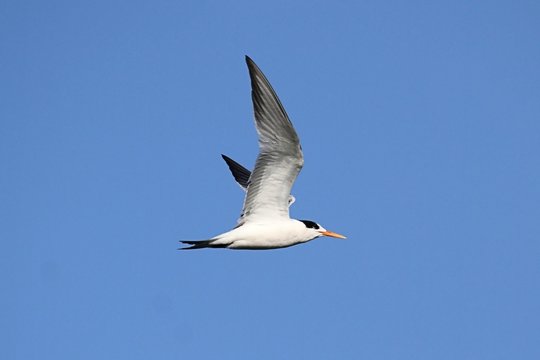 Elegant Tern (Sterna Elegans)