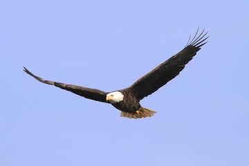 Bald Eagle (haliaeetus leucocephalus)