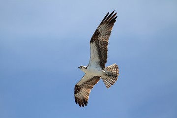 Osprey (pandion haliaetus)