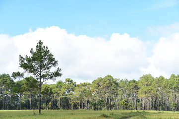 Pine forest in mountain,Thailand