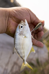 Obraz premium 小さなギンガメアジ