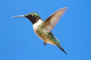 Ruby-throated Hummingbird (archilochus colubris)